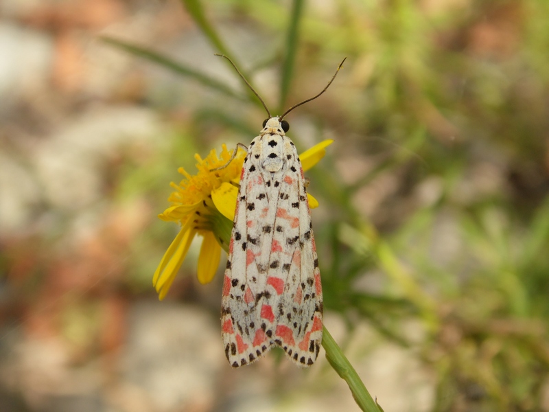 Utetheisa pulchella